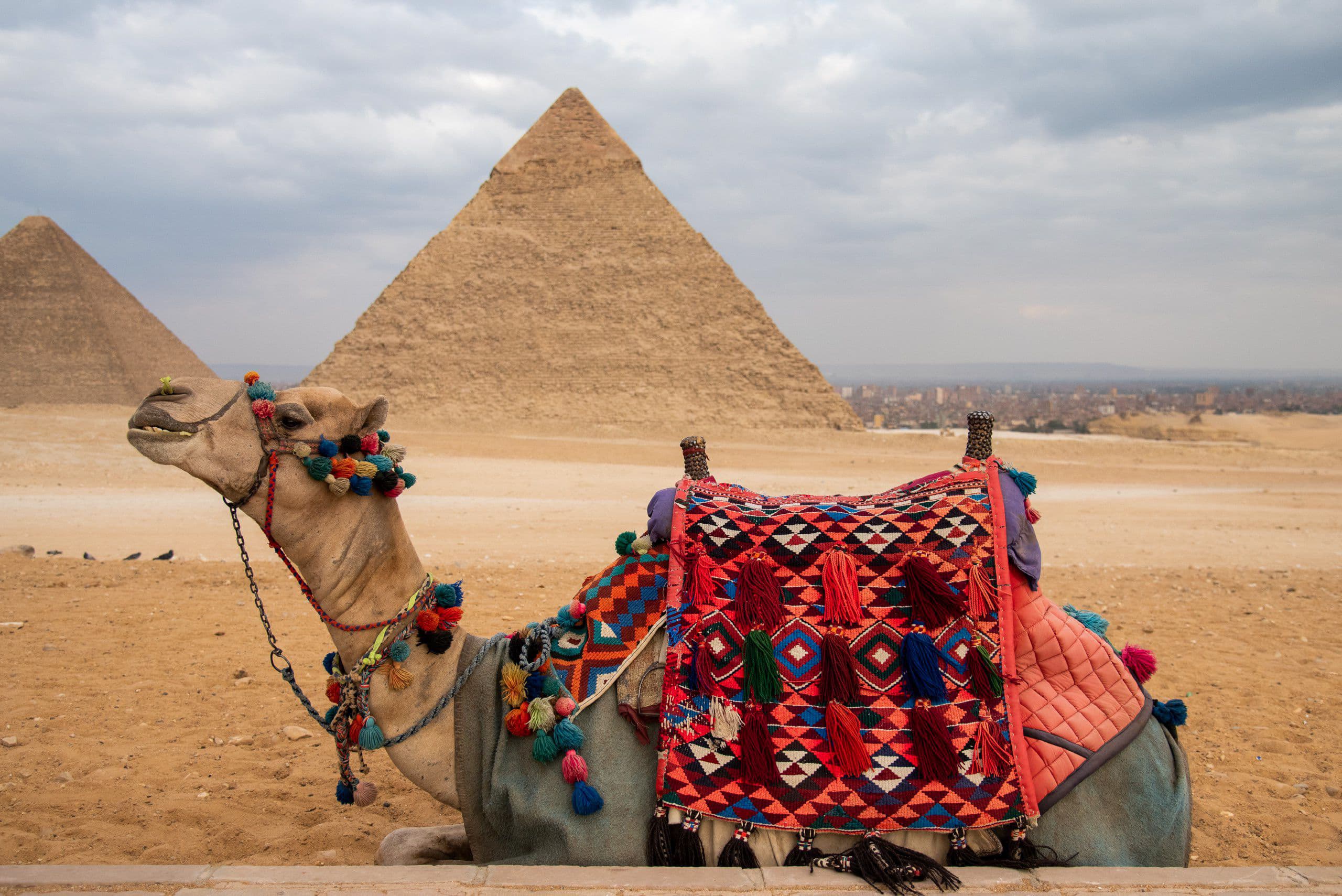 Giza Pyramids Camel Ride Experience